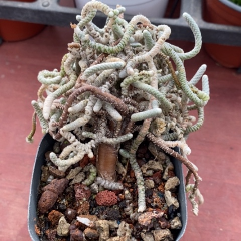 老桩银蚕6仙人球