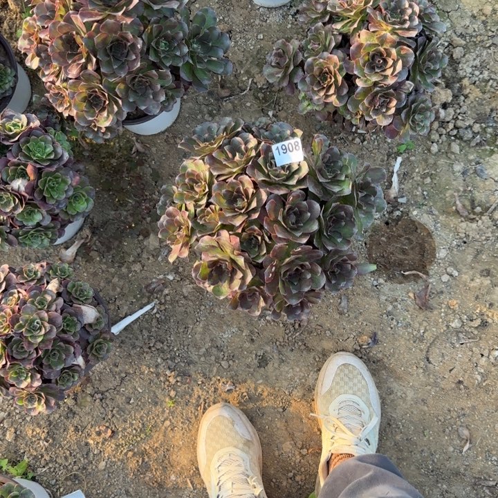 1908 清棚处理不包断枝