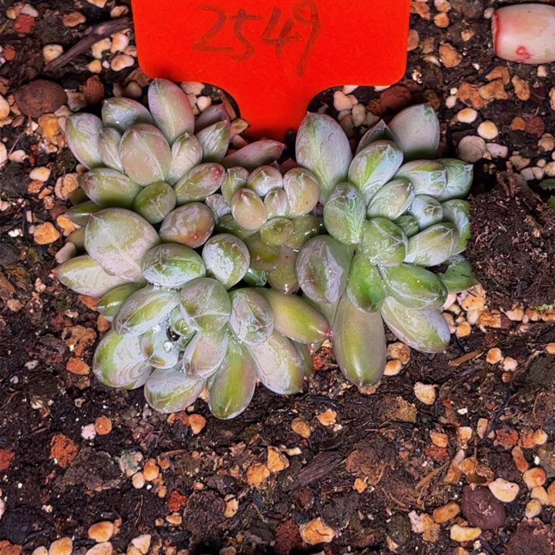 2549号晚上多肉植物群生多肉