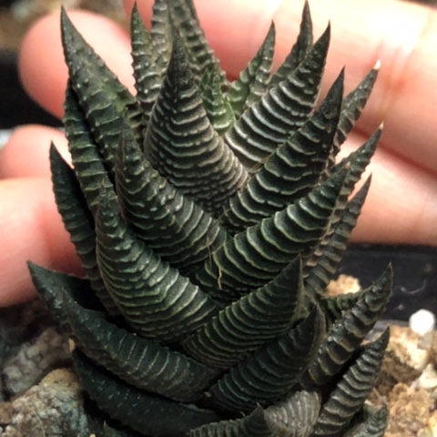 白马硬叶带盆发货哈哈哈