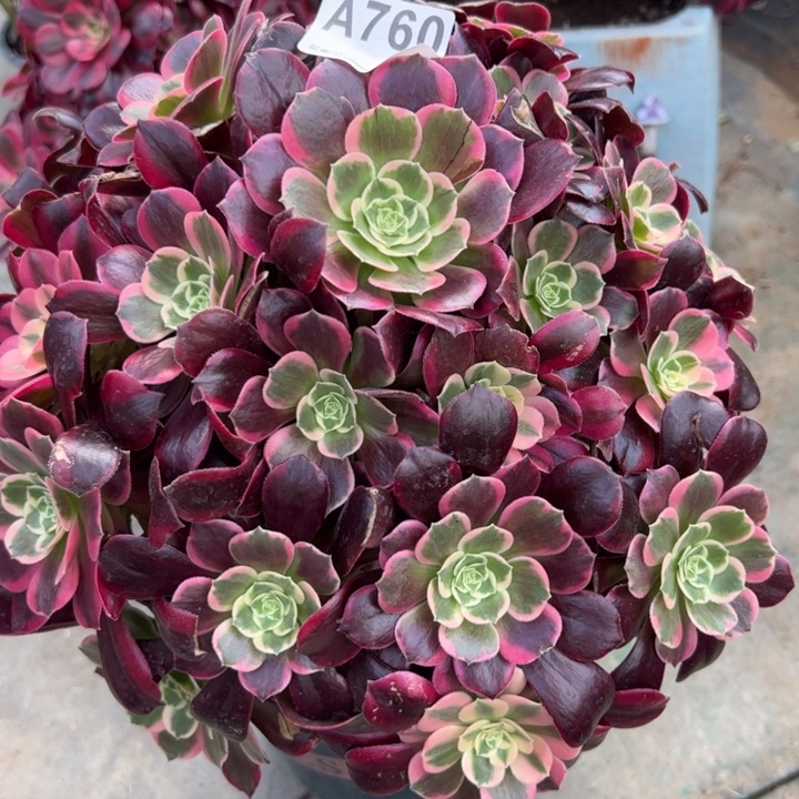 760金丝雀32厘米左右