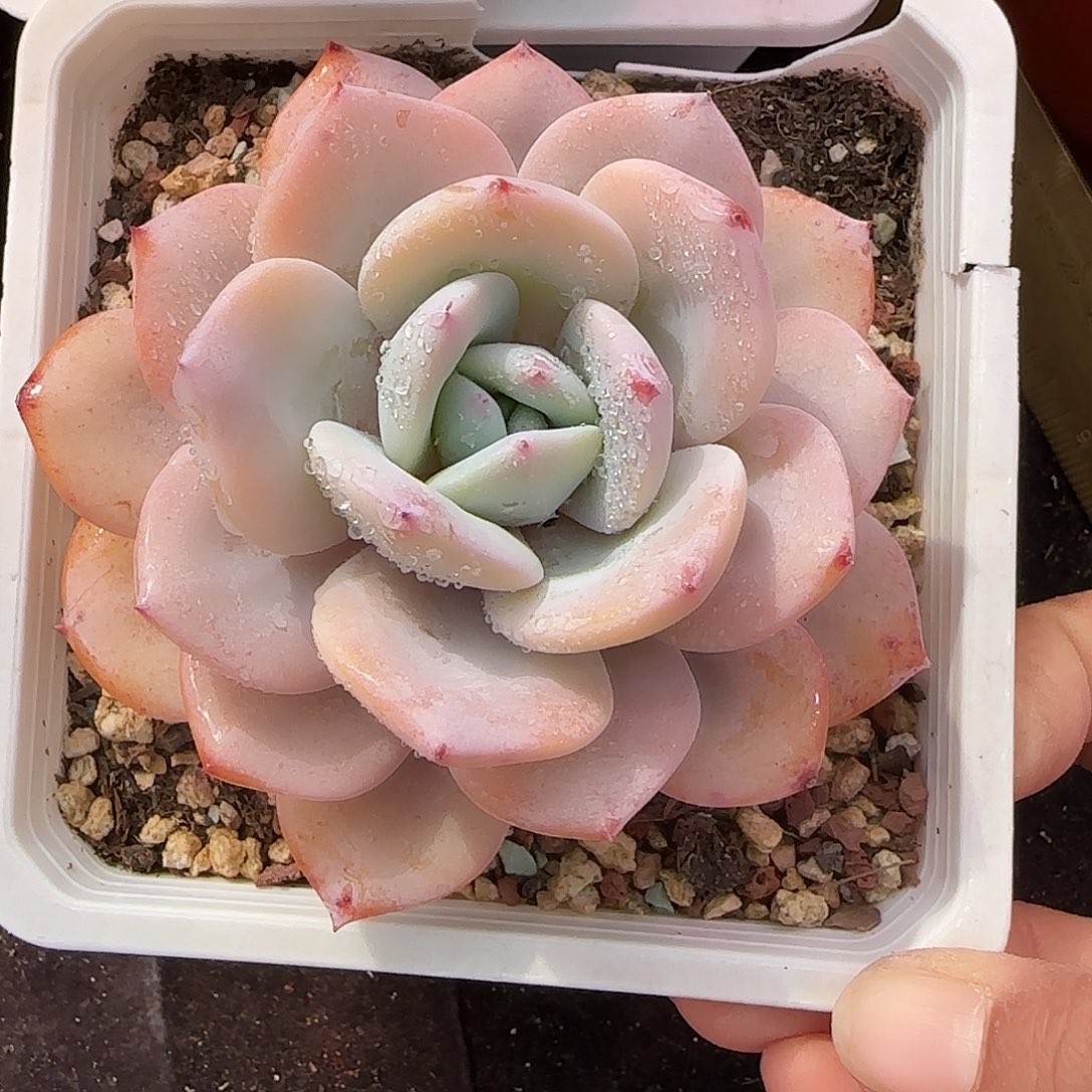 韩版奶茶老桩一物一拍