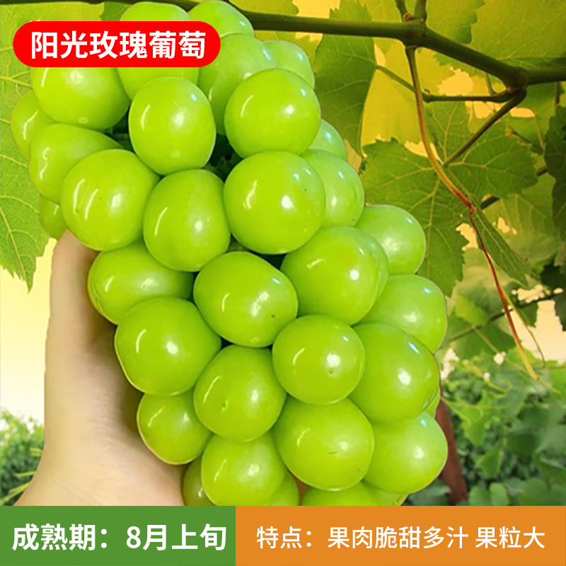 葡萄树嫁接苖阳光玫瑰（夏黑根系）地栽盆栽【售后1个月介意勿拍】