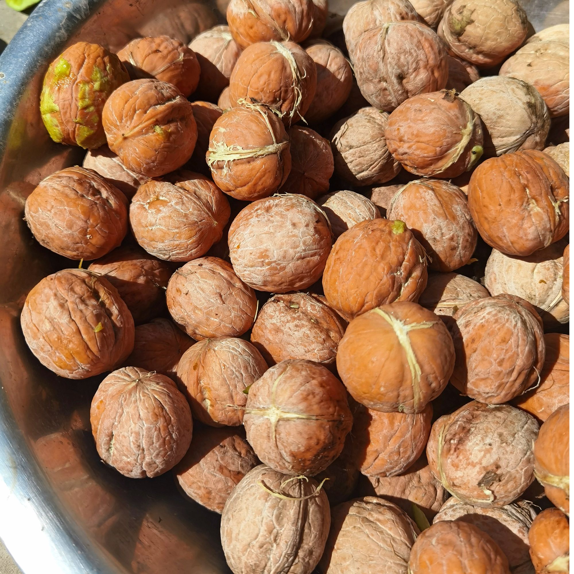 25年陕西核桃，青皮炸开，从树上自然掉落