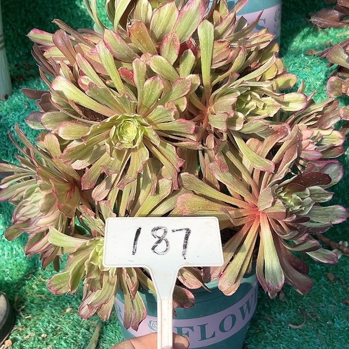 多肉植物水墨画法师