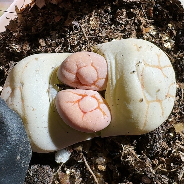 生石花114477。 36