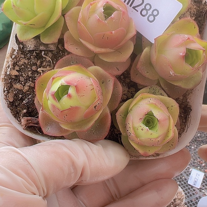 山地玫瑰多肉植物288