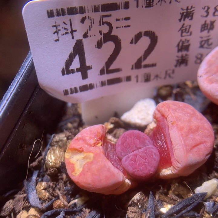 精品生石花25.422特