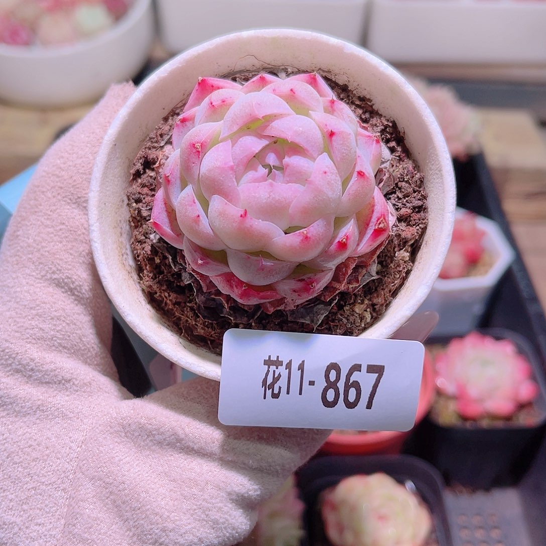 花利美11-867新品