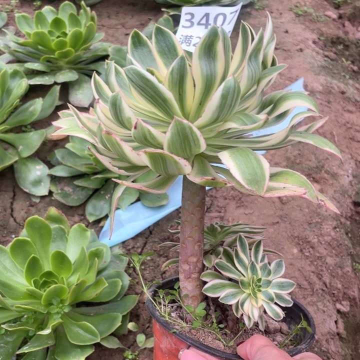 3407三号棚清莲多肉