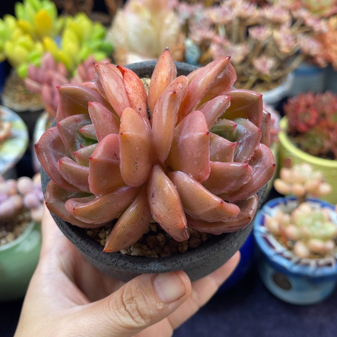 德国香槟 九公分 带盆