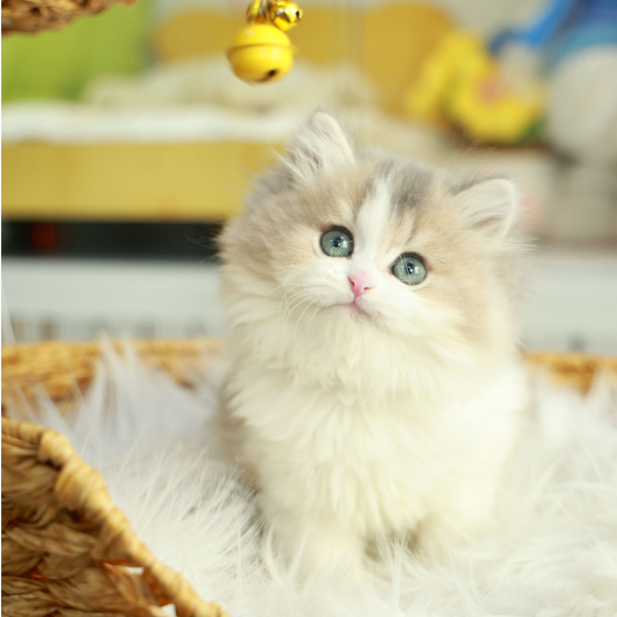 木木——蓝金加白高地猫咪【一菲家】