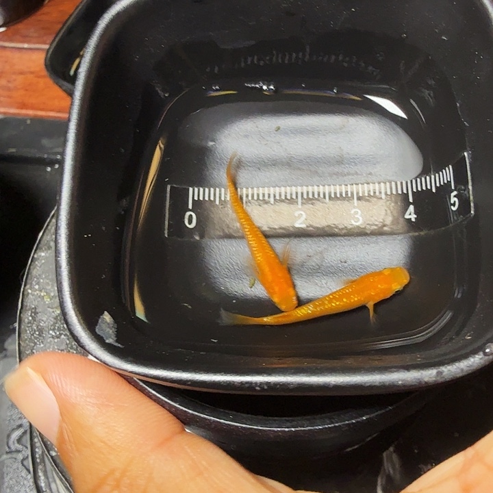 青鳉鱼54号拍品长鳍红王华