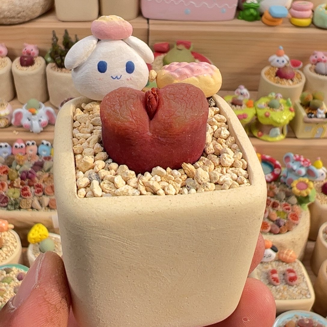 多肉植物实付9.9元包邮13号