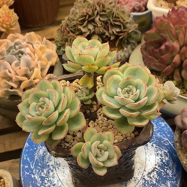 多肉植物肉肉植物