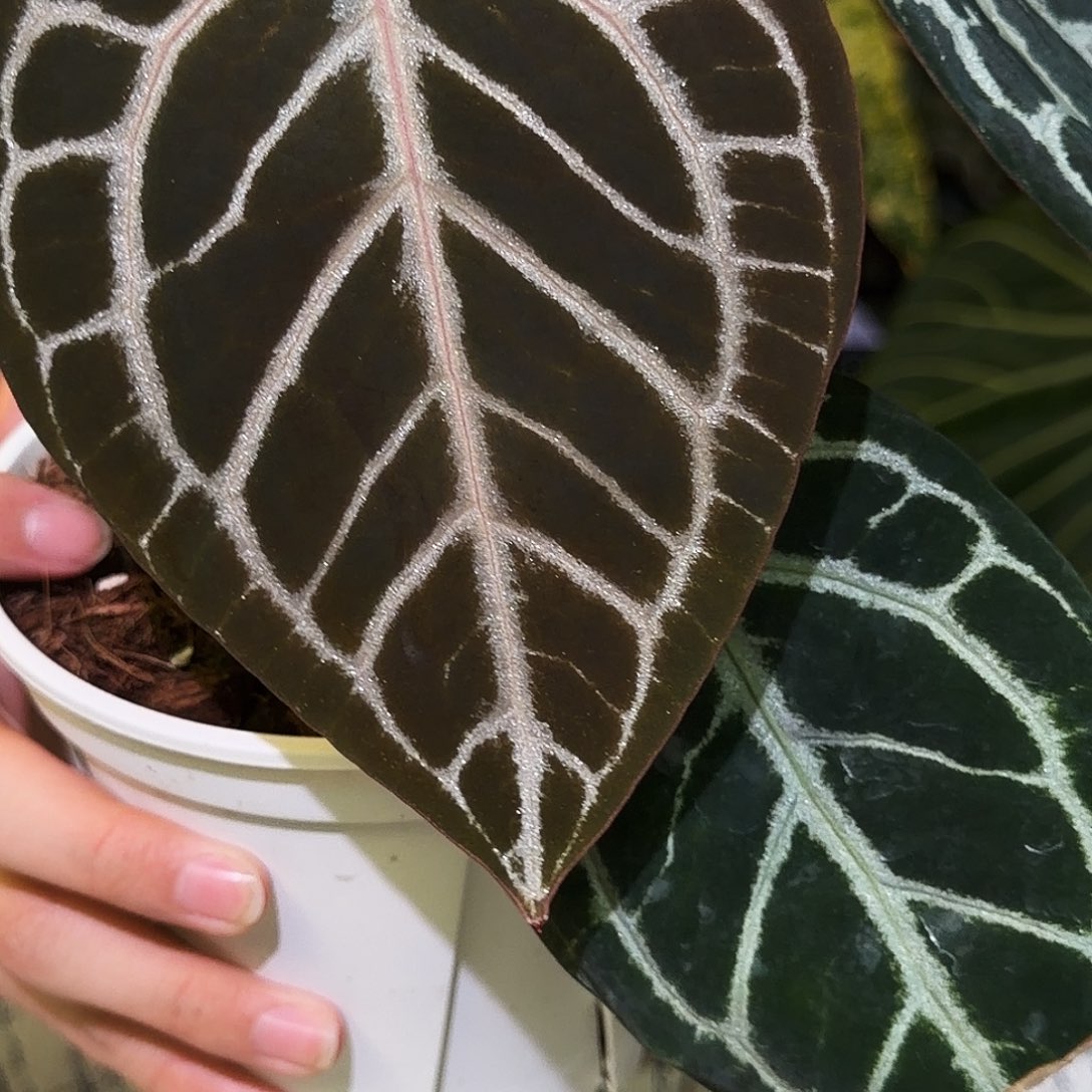 完全开放R145女团杂粉柠檬