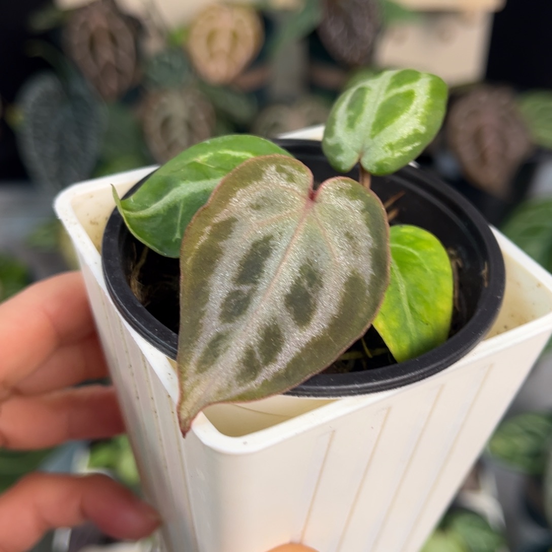 无花朵009 粉柠檬杂NSE2.0