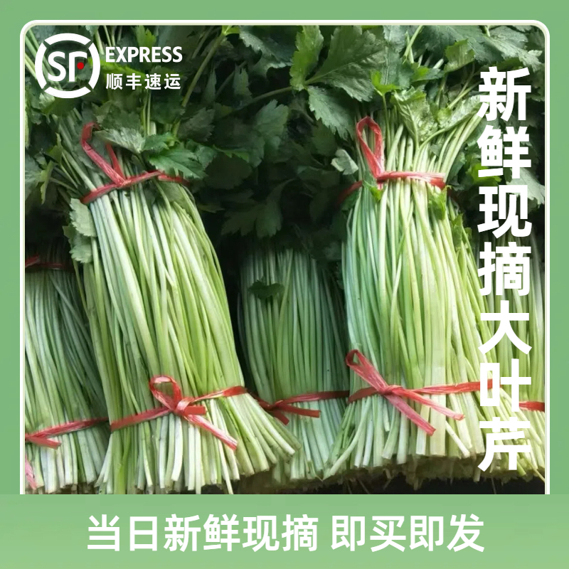 空心水芹菜小叶无节水芹农家自种露天芹菜当季新鲜蔬菜