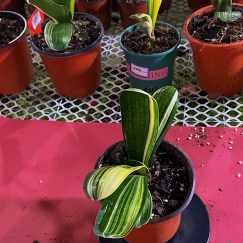 【闪购商品】无花朵余*