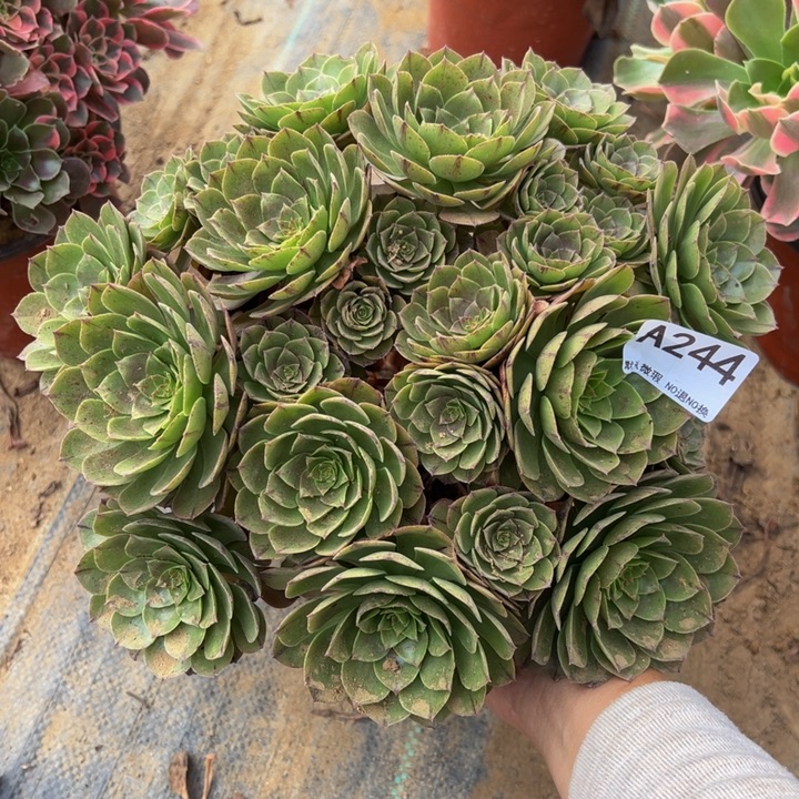 万拉丝多肉植物244.