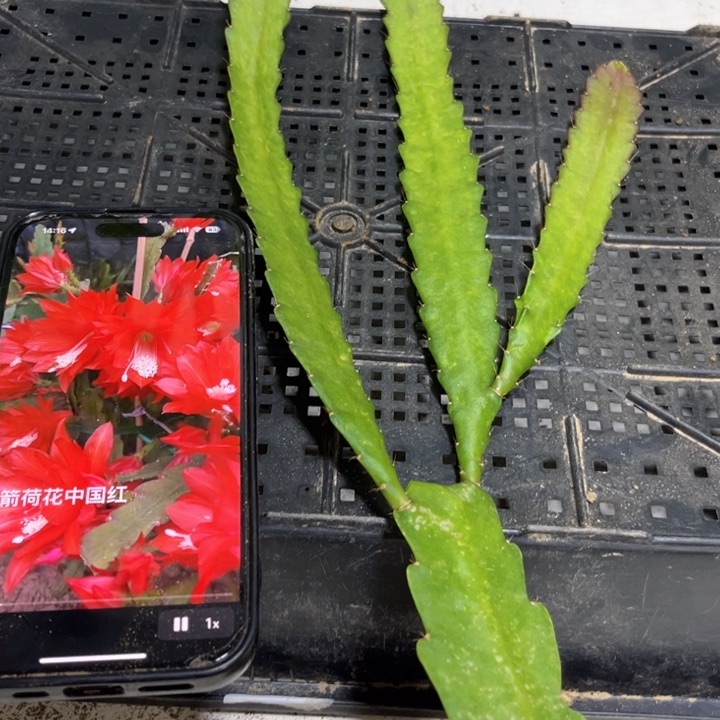 当前无花栽培后可以开花994