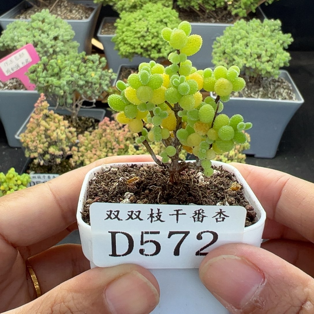 572金桔             