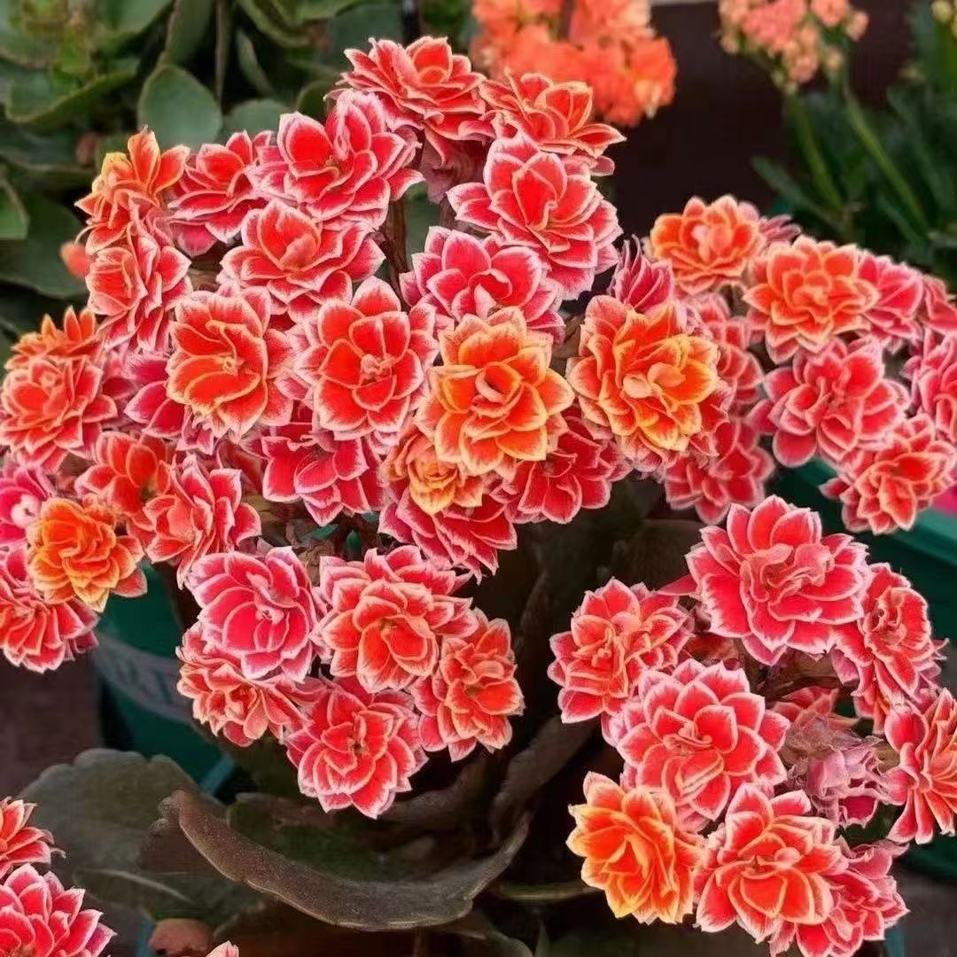 【金丝带80盆】大花重瓣原盆原土长寿花A级苗名贵长寿花