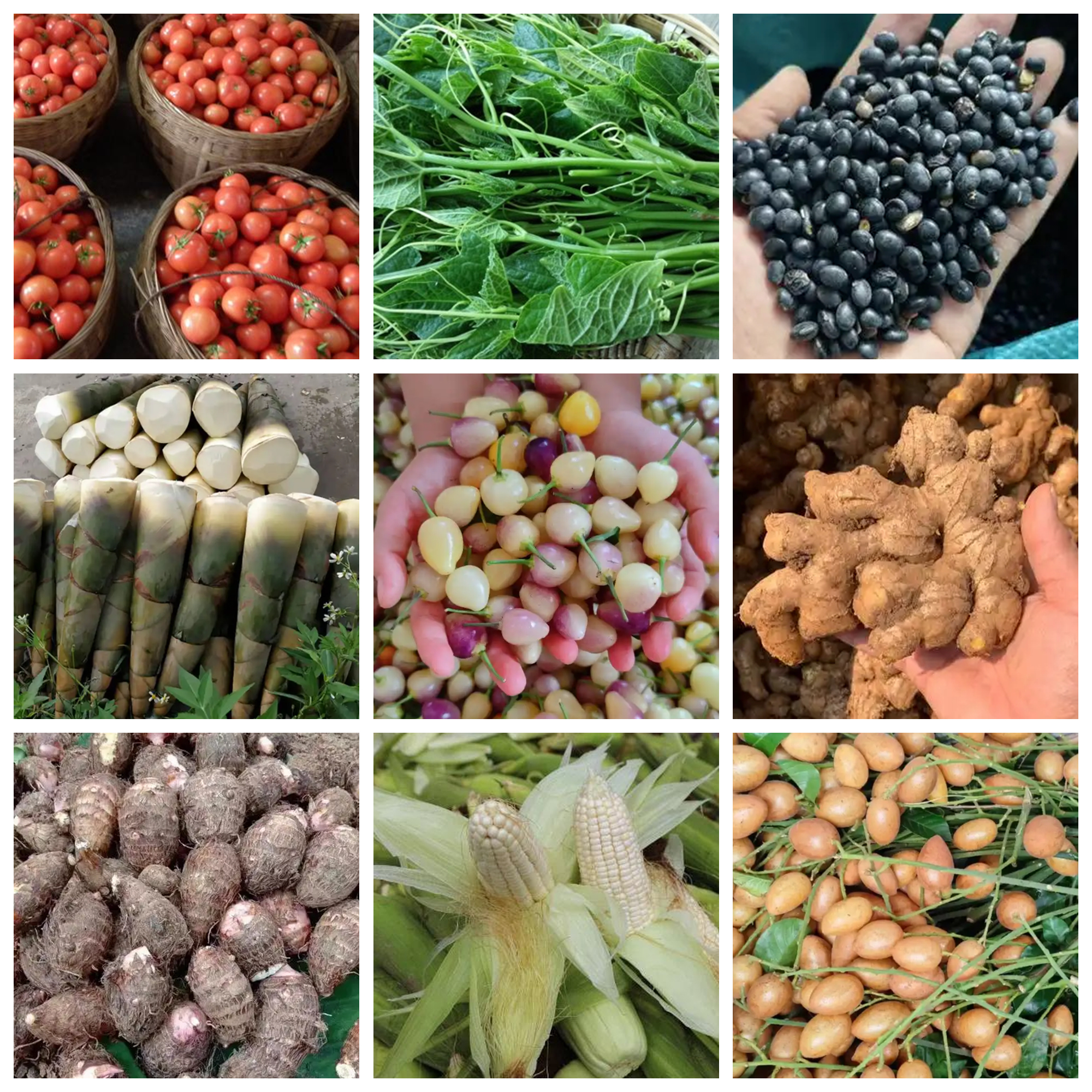 【现场代购】广西忻城农家果蔬山货土特产