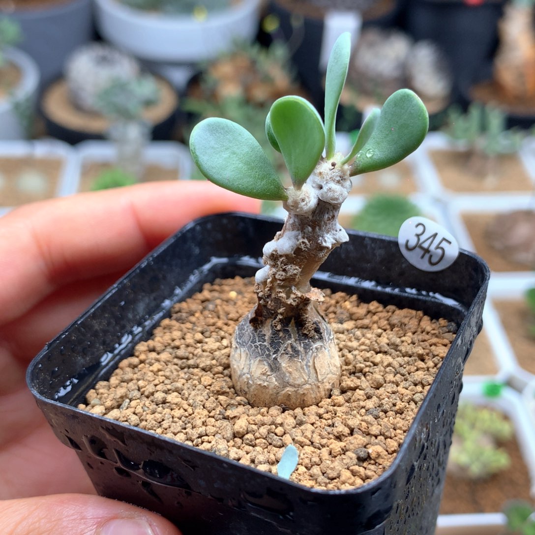 派马厚敦菊母本带盆