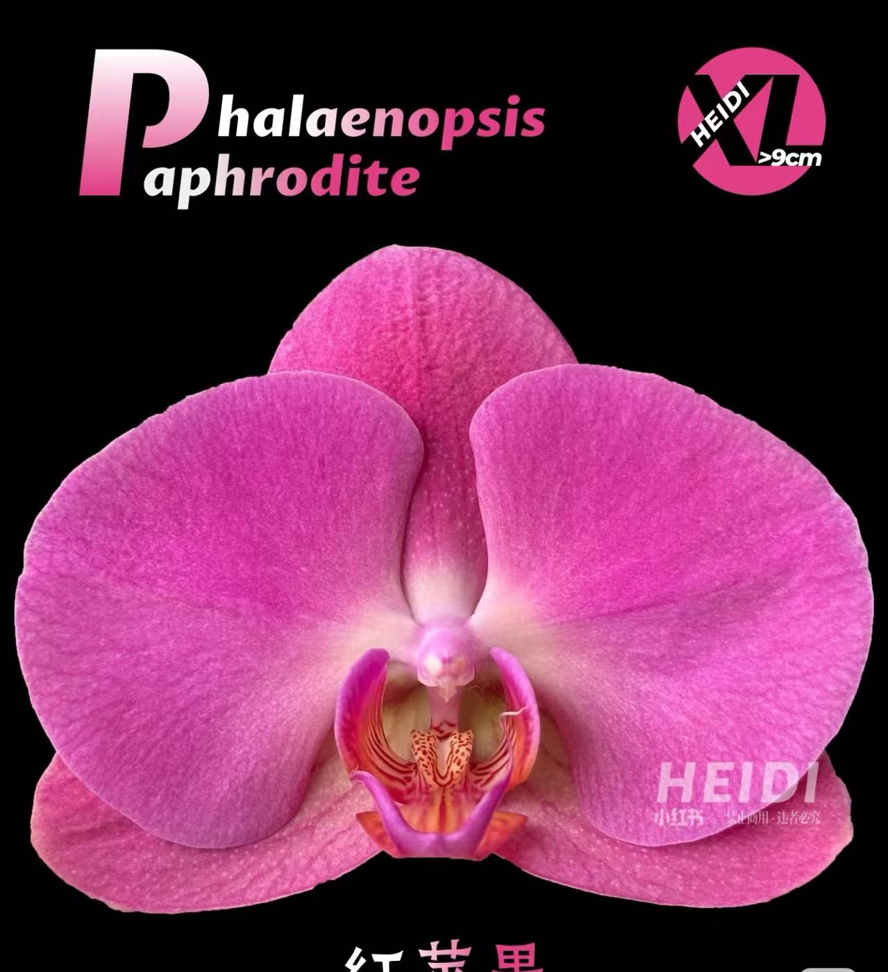 （红苹果）高端室内兰花1棵瑕疵  云南基地直发