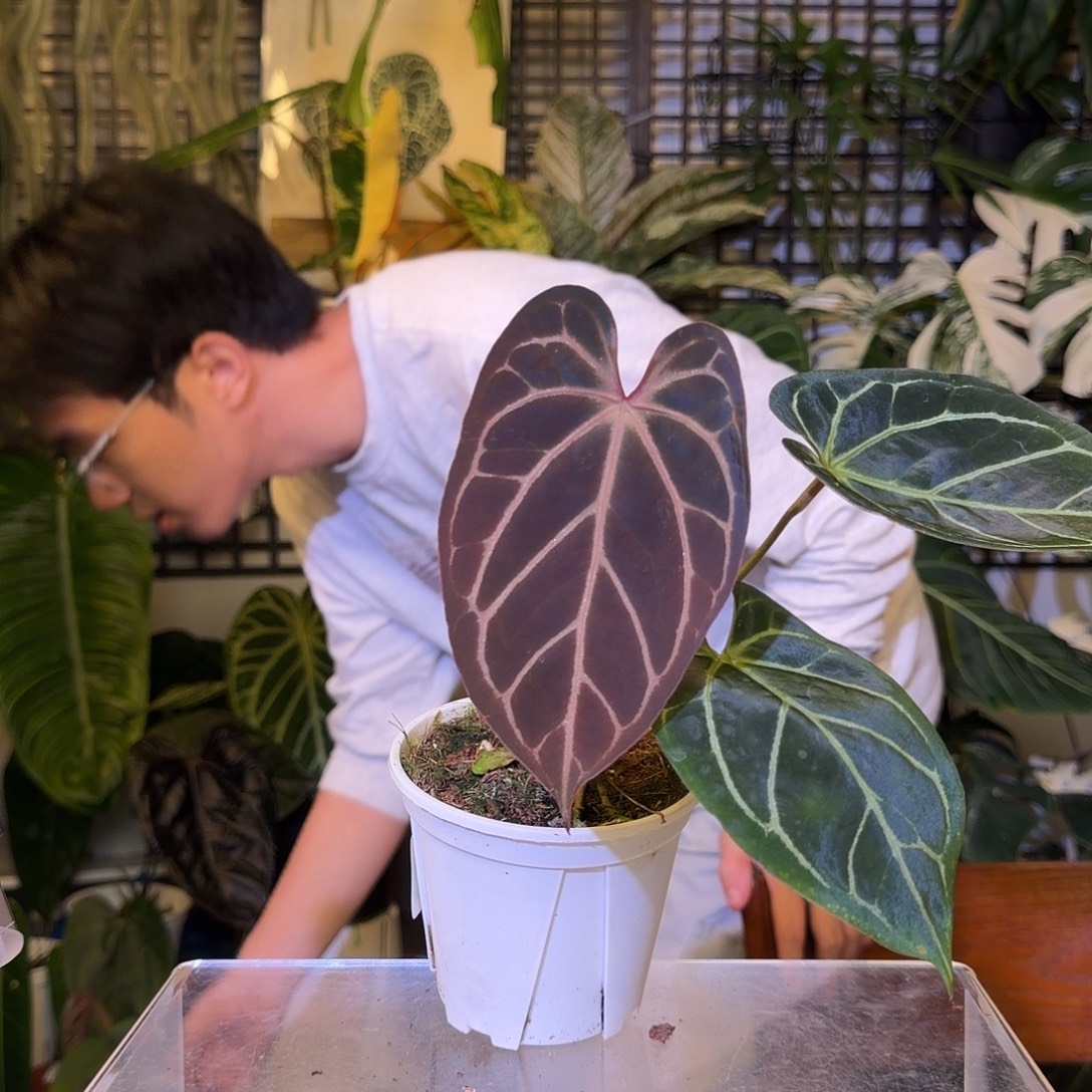 完全开放F80 树莓杂神奇男孩