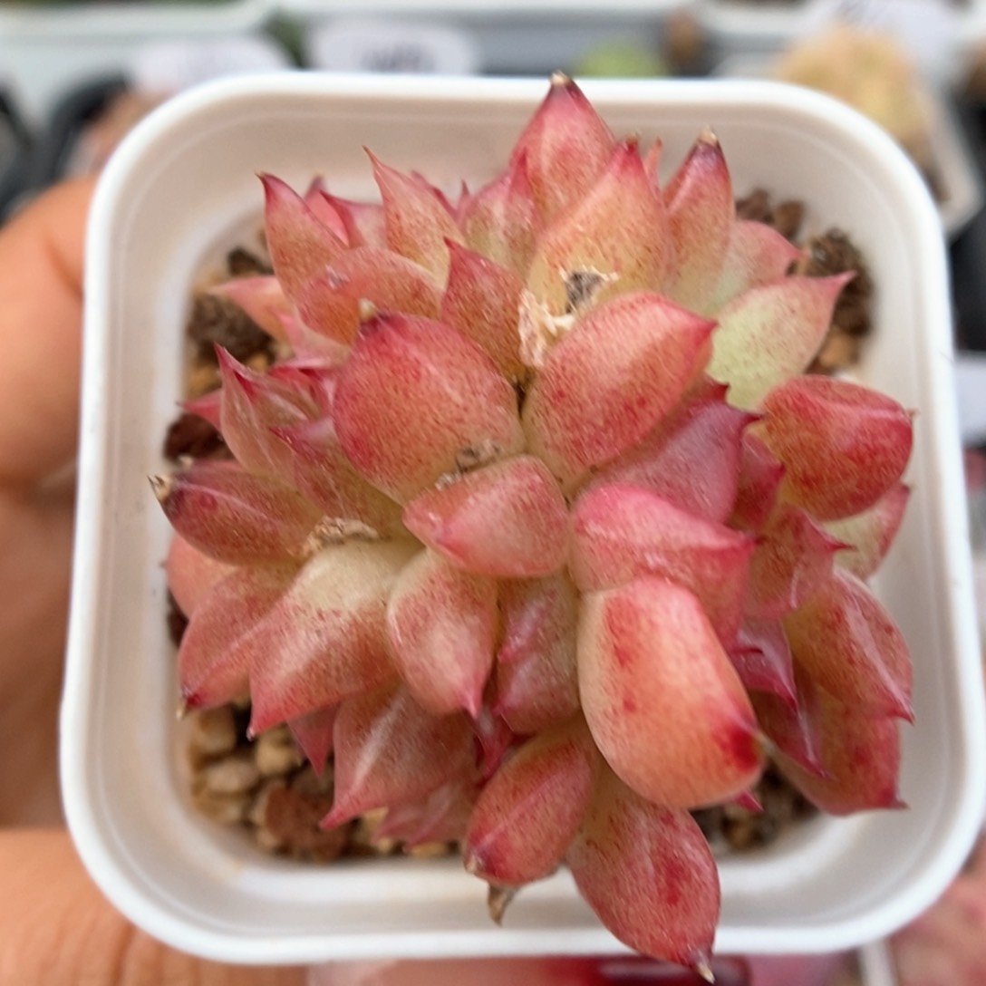 珍妮缀化可拍982号。