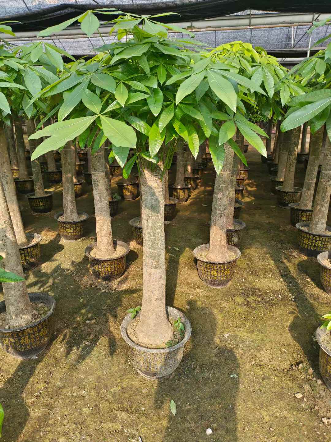 福盆单杆大粗桩发财树