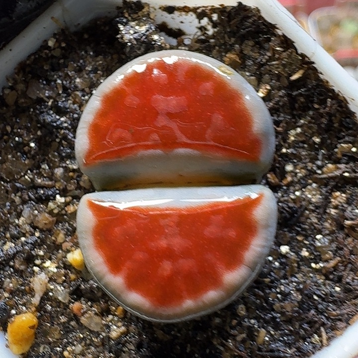 生石花2:：。现在。 555号