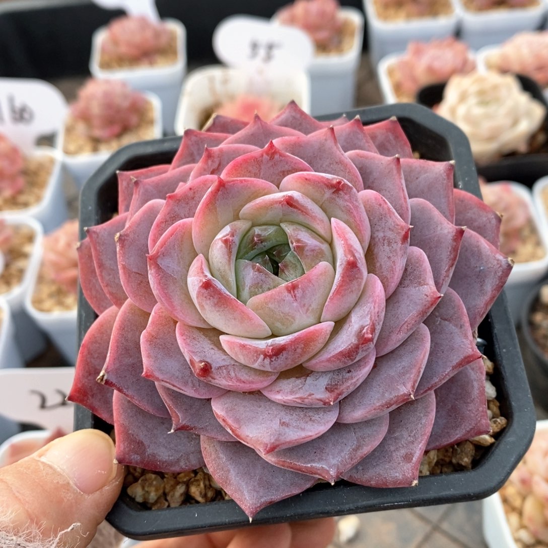 精品多肉一物一拍17