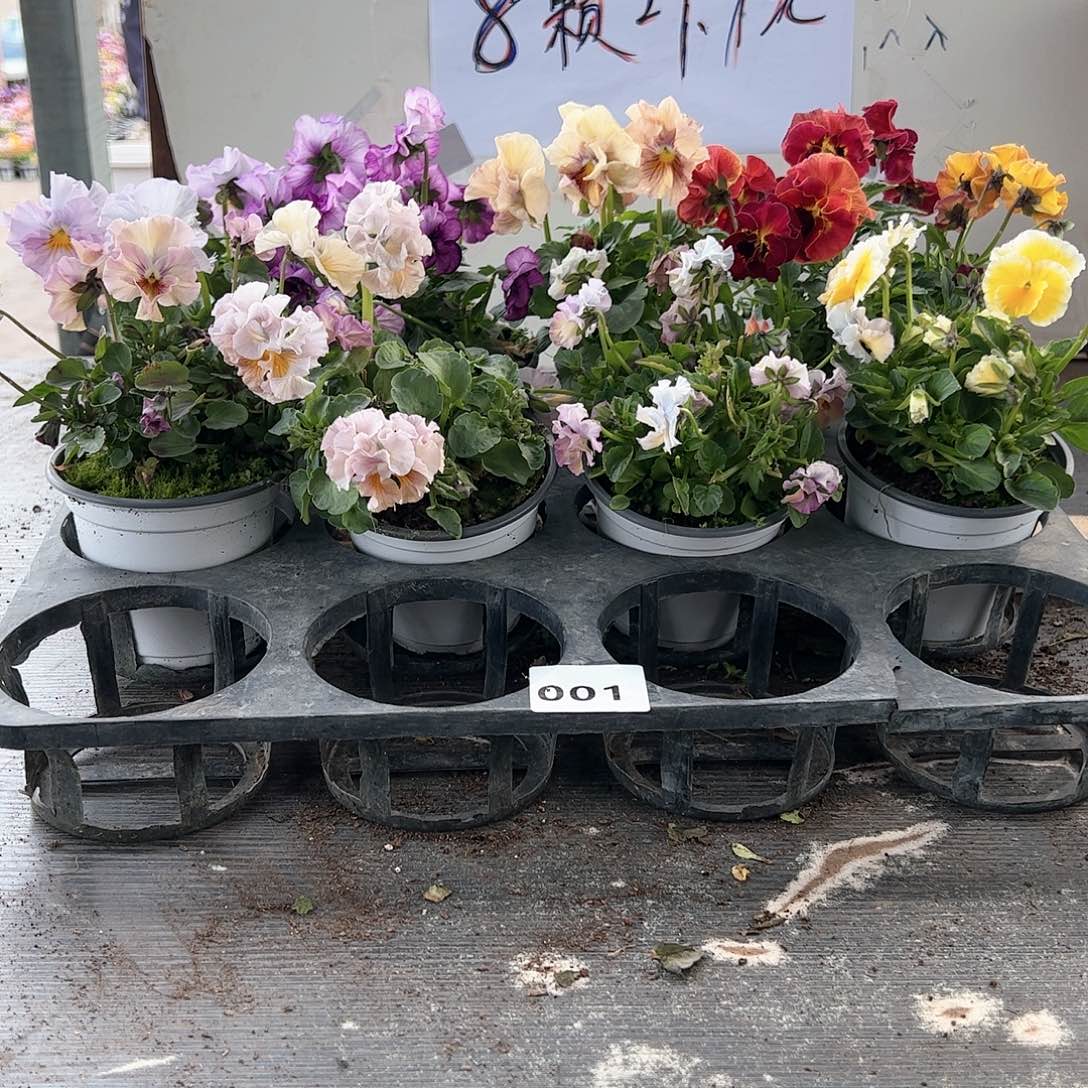 【闪购商品】001号