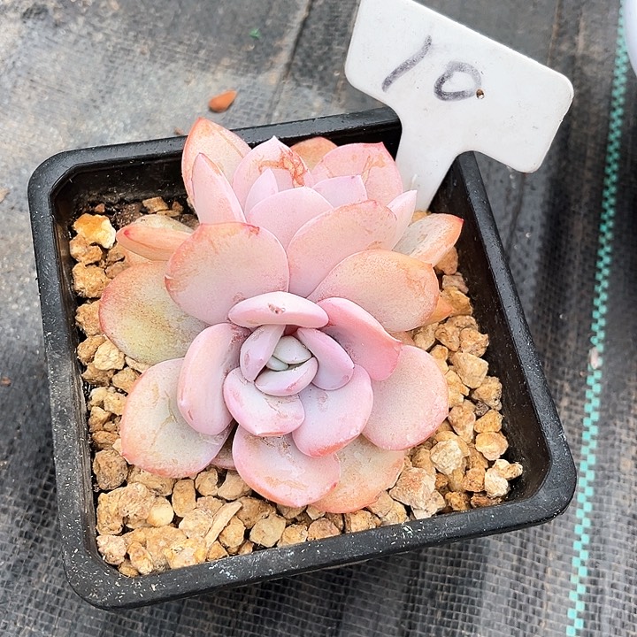 我是第一百个为妖刀应援的阴阳