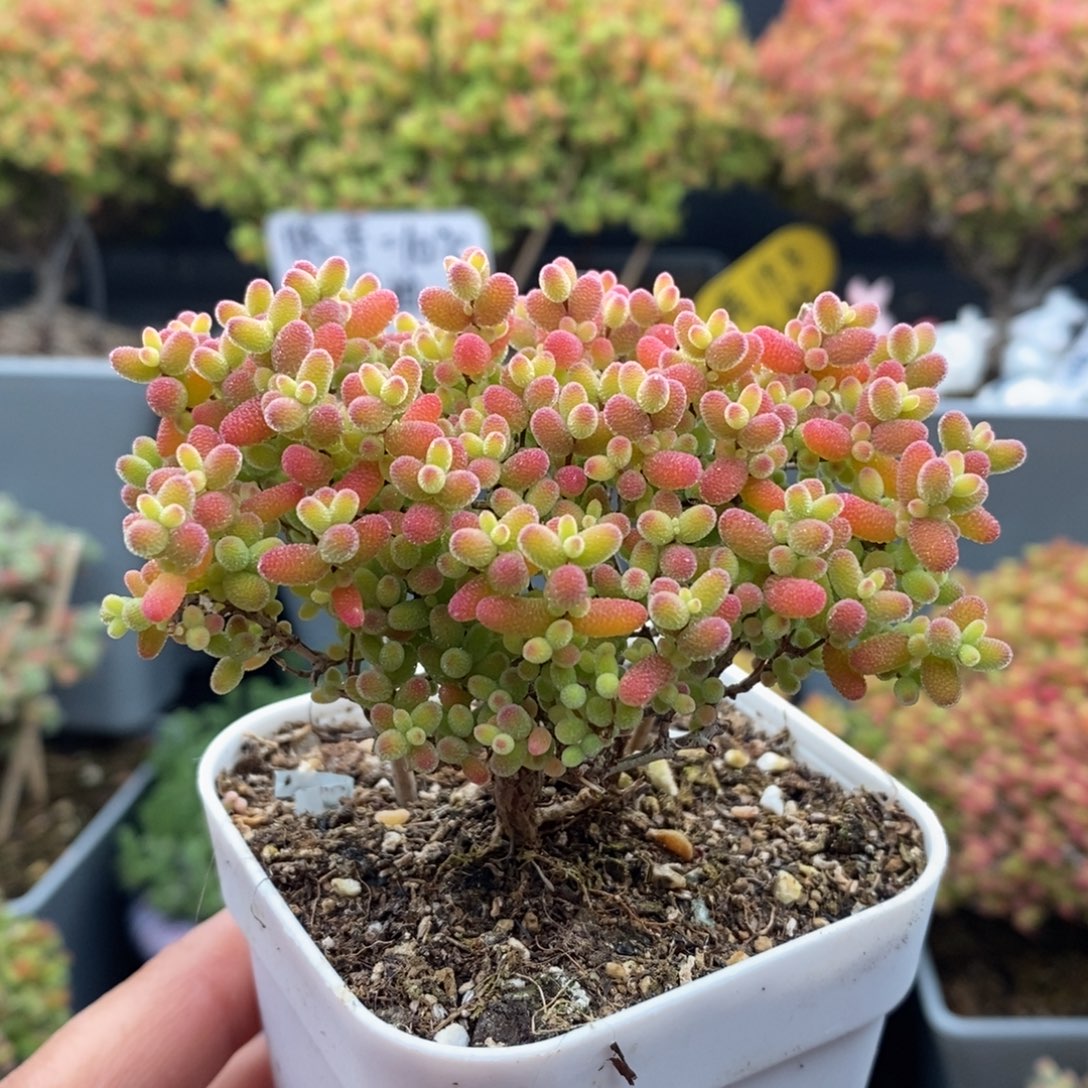 无花朵22号蜜橘糖球（7.5cm冠服）