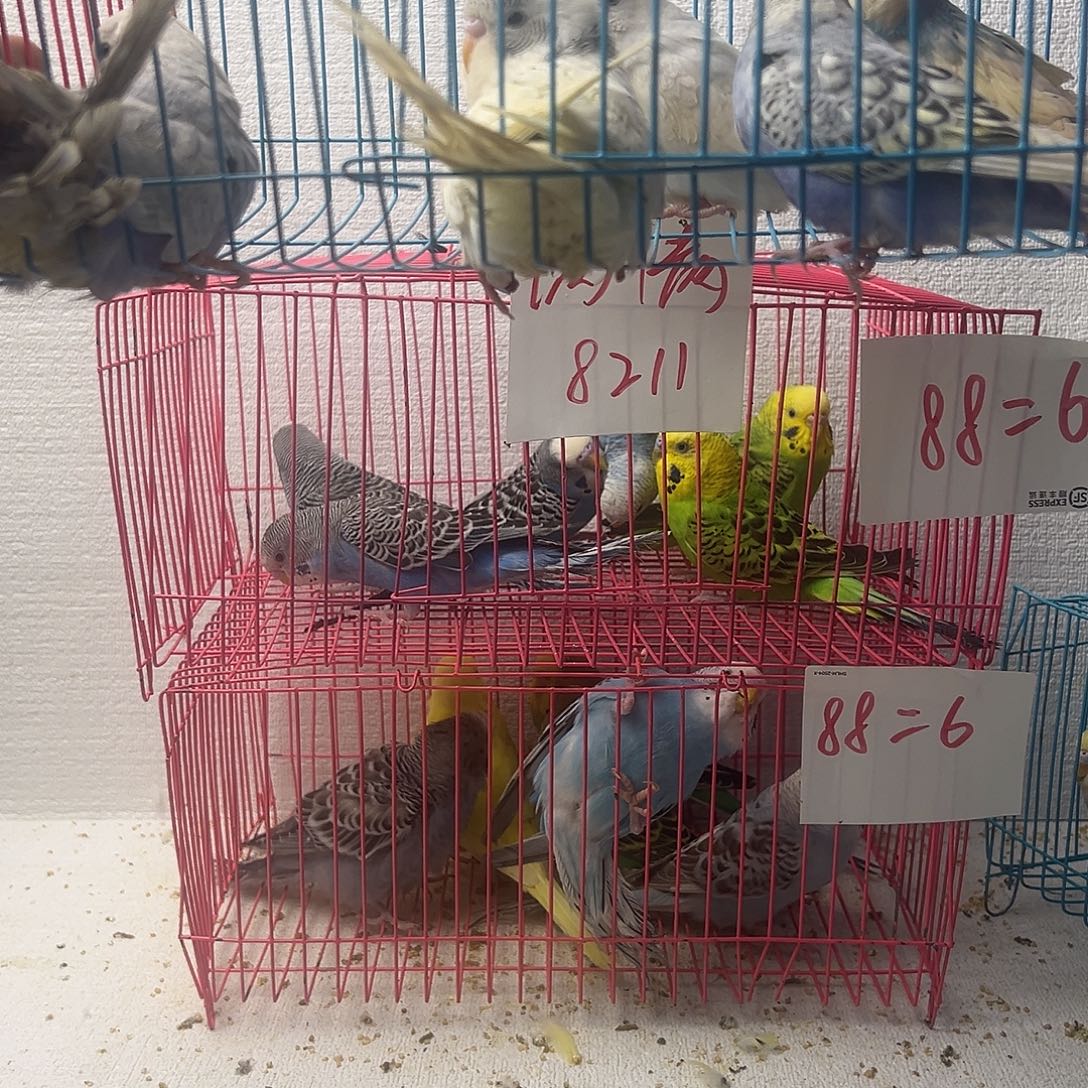 虎皮鹦鹉大头虎皮4只送一只送的不包售后