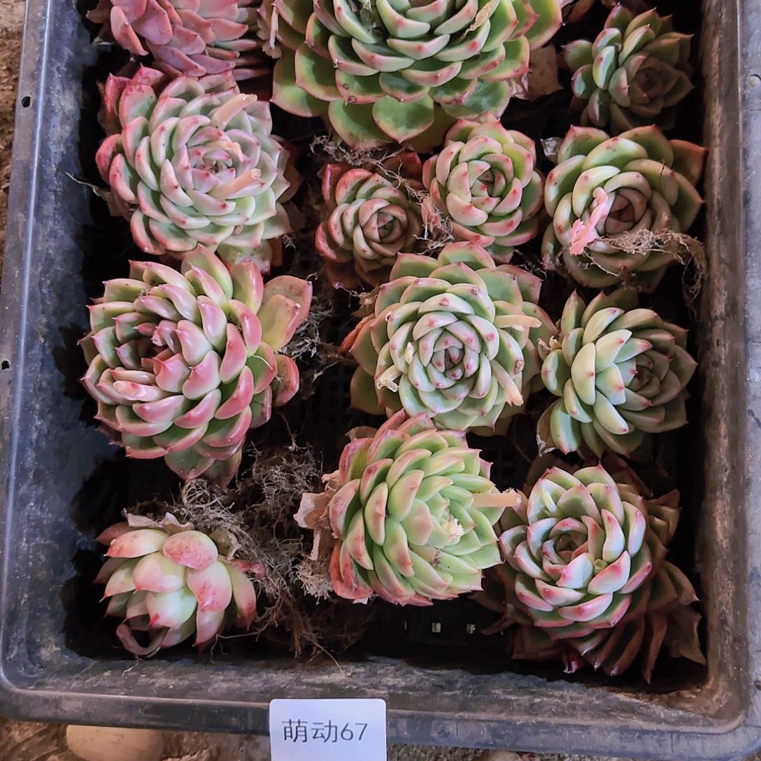 直播一物一拍多肉67