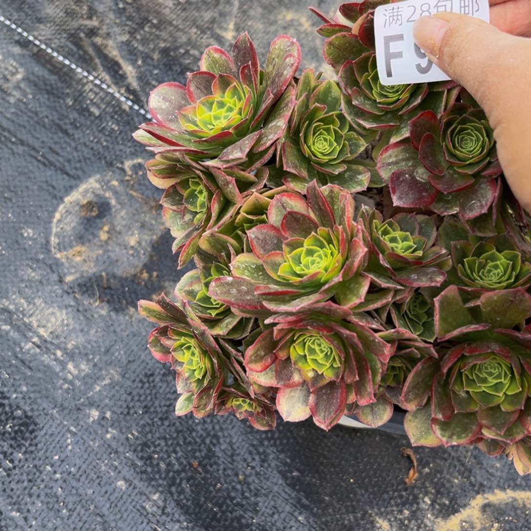 913多肉植物一物一拍