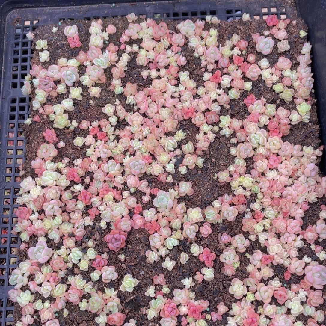 多肉植物多肉植物166