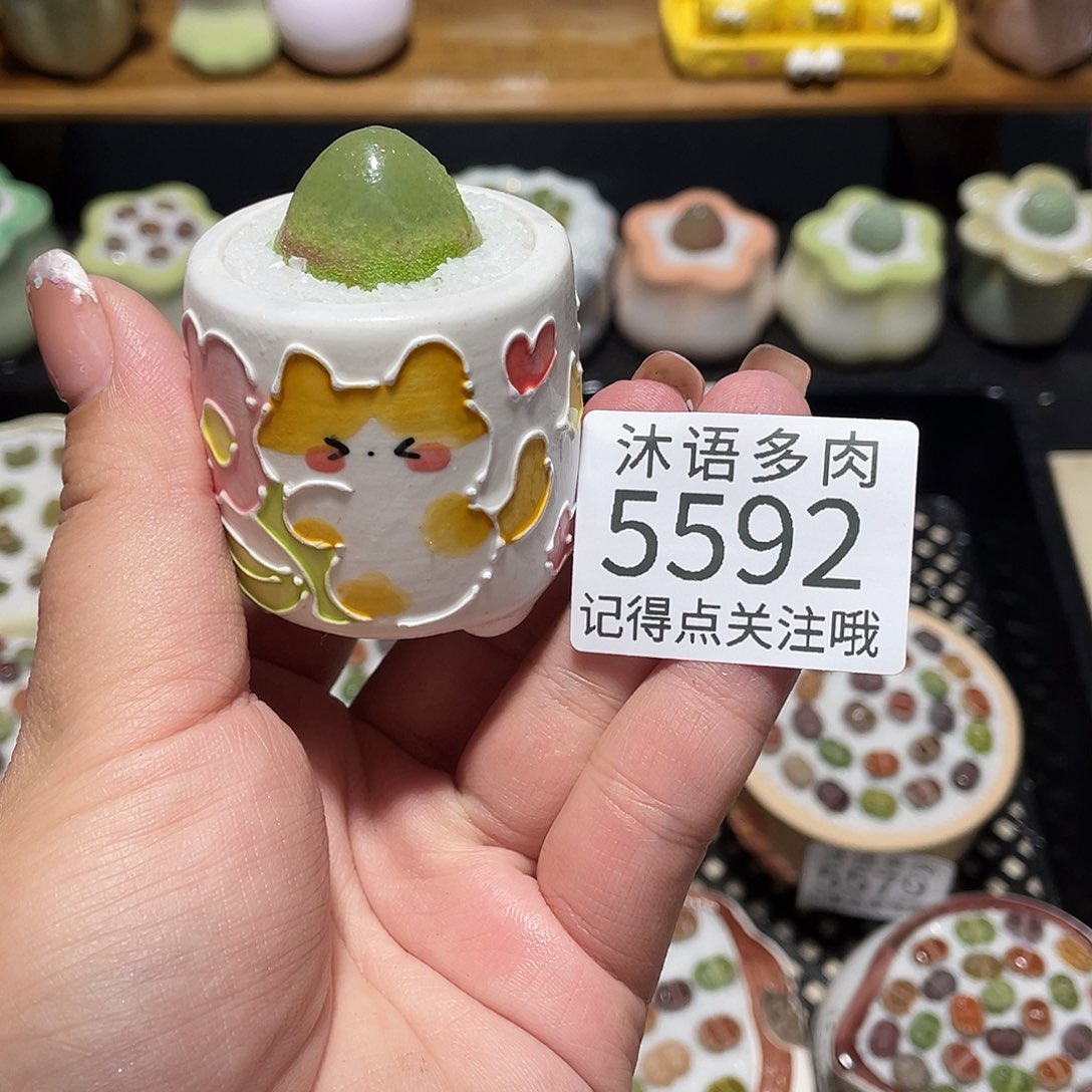 C***a带盆土植物 一物一拍5592