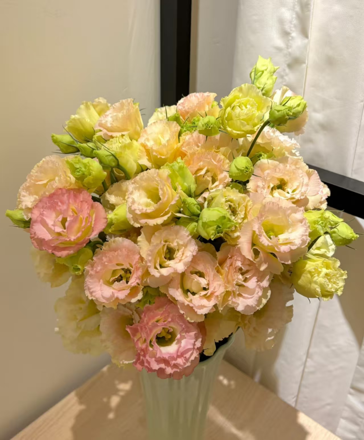 【香槟色洋桔梗400g】2单升级顺丰冷链/德邦空运