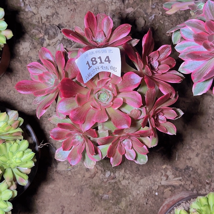 1814浣纱多肉植物2号