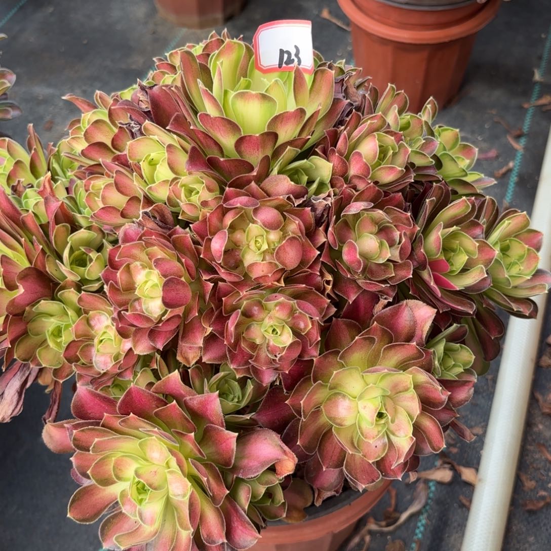 李****?123少华多肉植物绿植