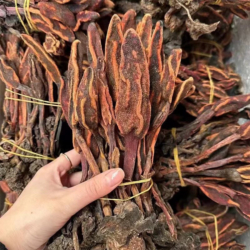 缅甸野生回纯草 蛇弧菌文王一支笔菌菇干