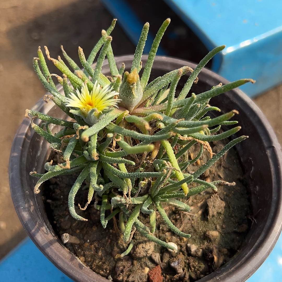 多肉植物天赐开花