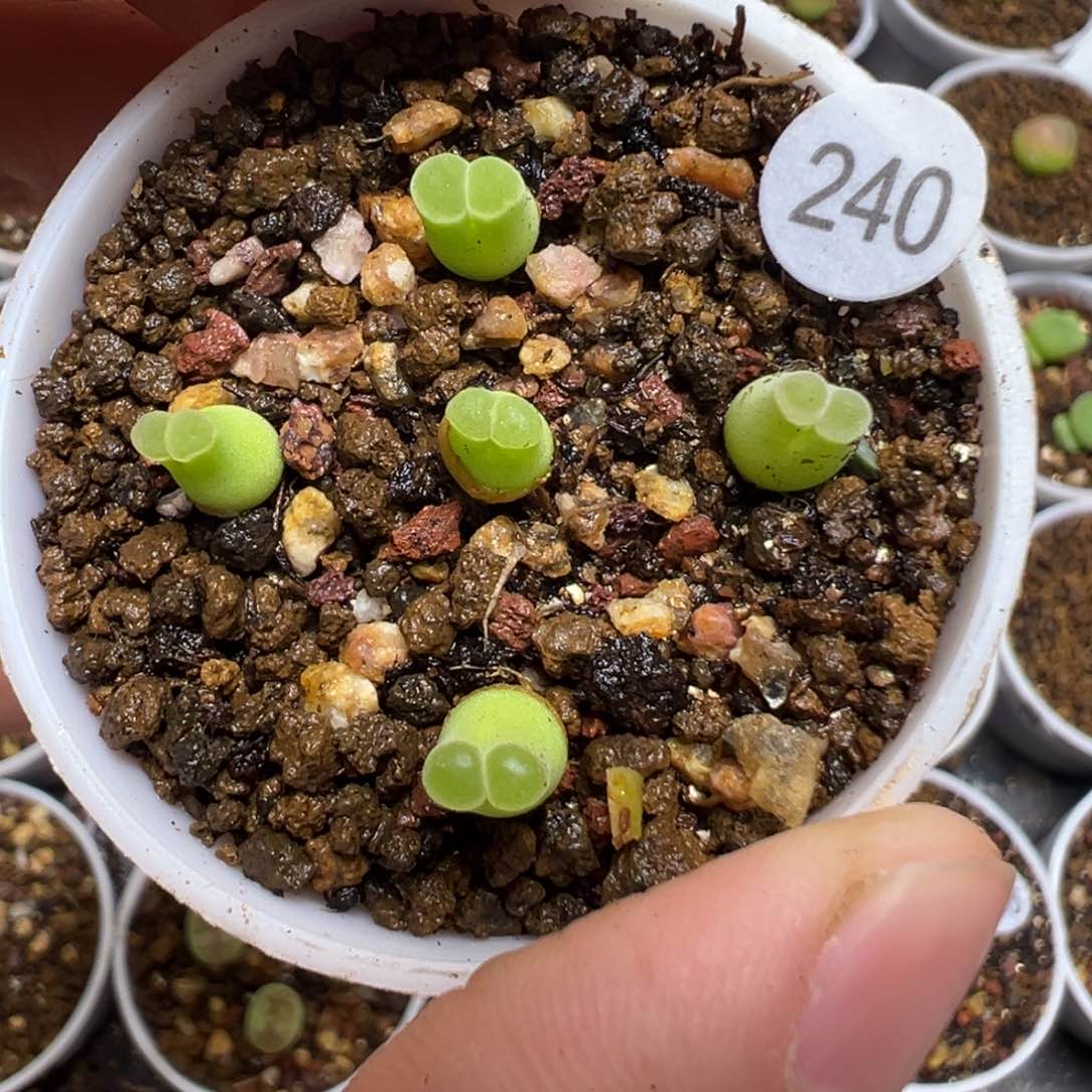 极窗佛肚5颗脱土240