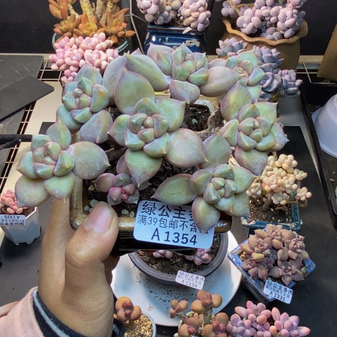 354象牙奶朵朵缀多肉9cm